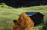cortina_herbst_10