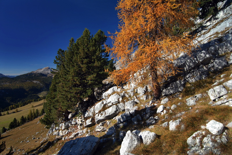 cortina_herbst_04.jpg