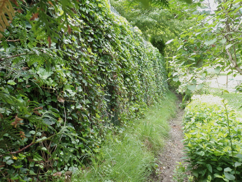 gruene_hecke_06.jpg